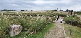 으악새와 함께하는 하늘공원